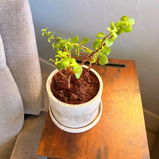 Elephant Bush – Low-Maintenance Succulent in Charlie Pot Original Soft Gray