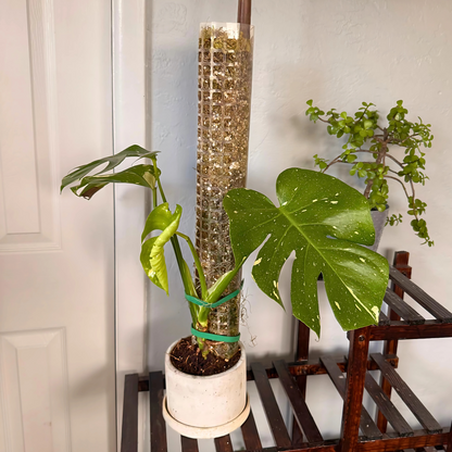 Monstera Thai Constellation – Rare Variegated Statement Plant in Charlie Pot with Grow Pole – Potted Houseplant