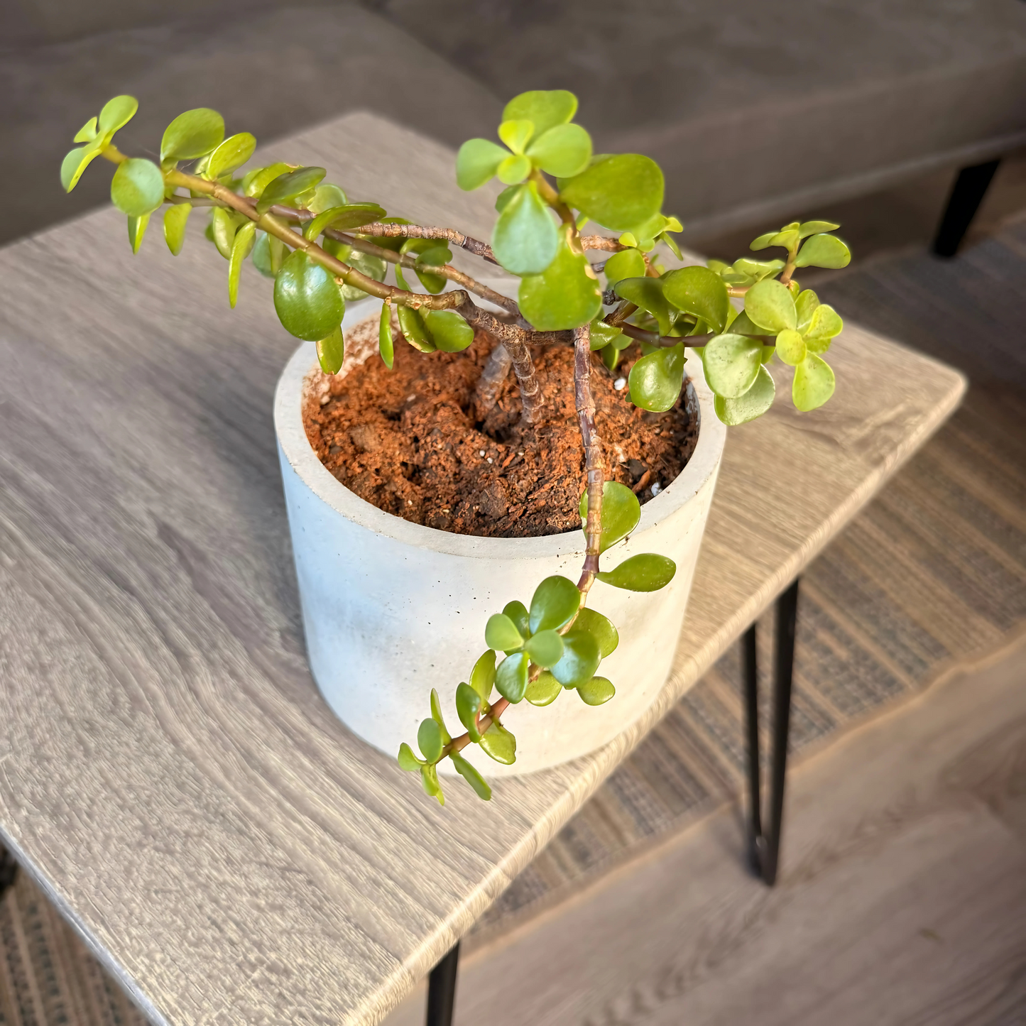 Elephant Bush – Low-Maintenance Succulent in Charlie Pot Original Soft Gray