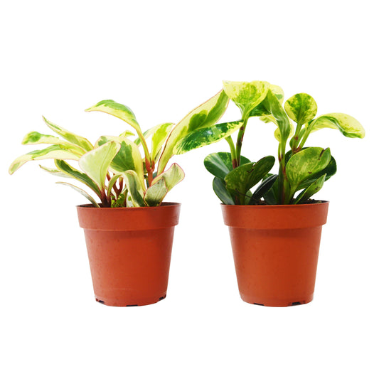 2 Peperomia Plants Variety Pack in 4" Pots - Baby Rubber Plants – 4" Pot 4" Plant (2pk/$2) ($10 Ship/31oz)
