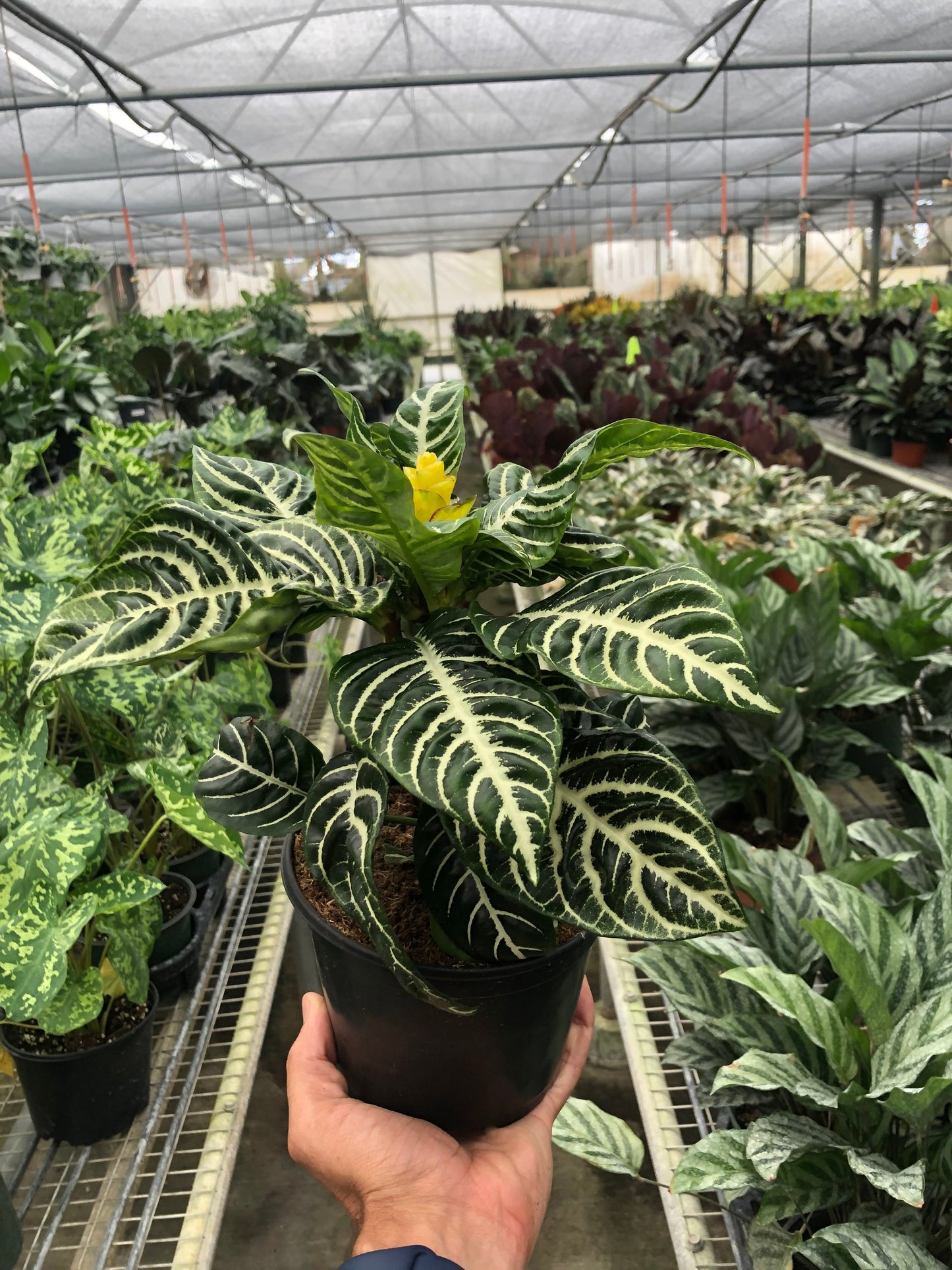 Zebra 'Aphelandra' – 6" Pot Indoor Plants