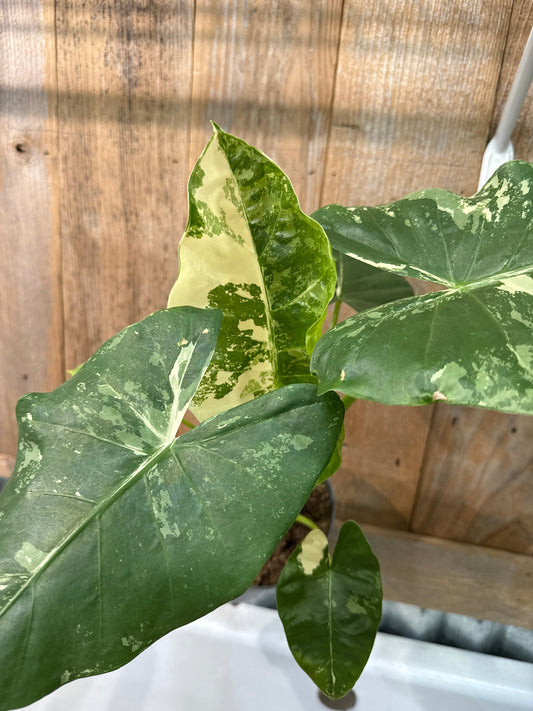 Alocasia Appaloosa Gold - Live Plant –