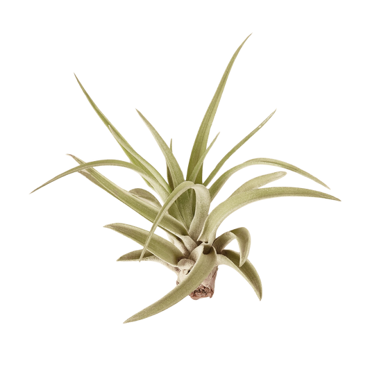 10pk Veluntina Air Plants – Air Plants ($4 Ship/12oz)