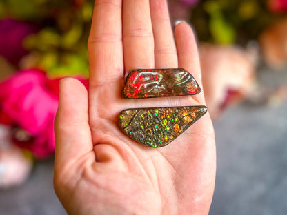 Ethically Sourced Ammolite From Canada