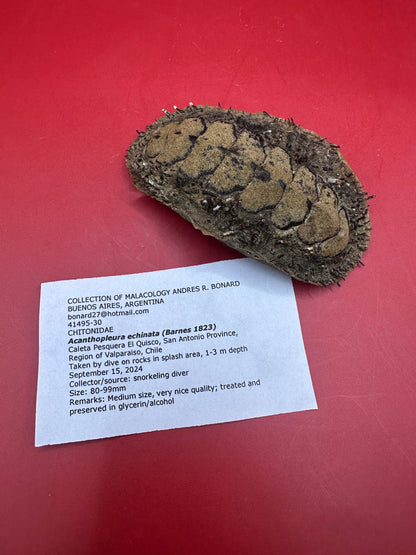 Medium Acanthopleura echinata Chiton Display Shell – Documented Coastal Specimen from Chile
