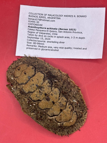 Medium Acanthopleura echinata Chiton Display Shell – Documented Coastal Specimen from Chile