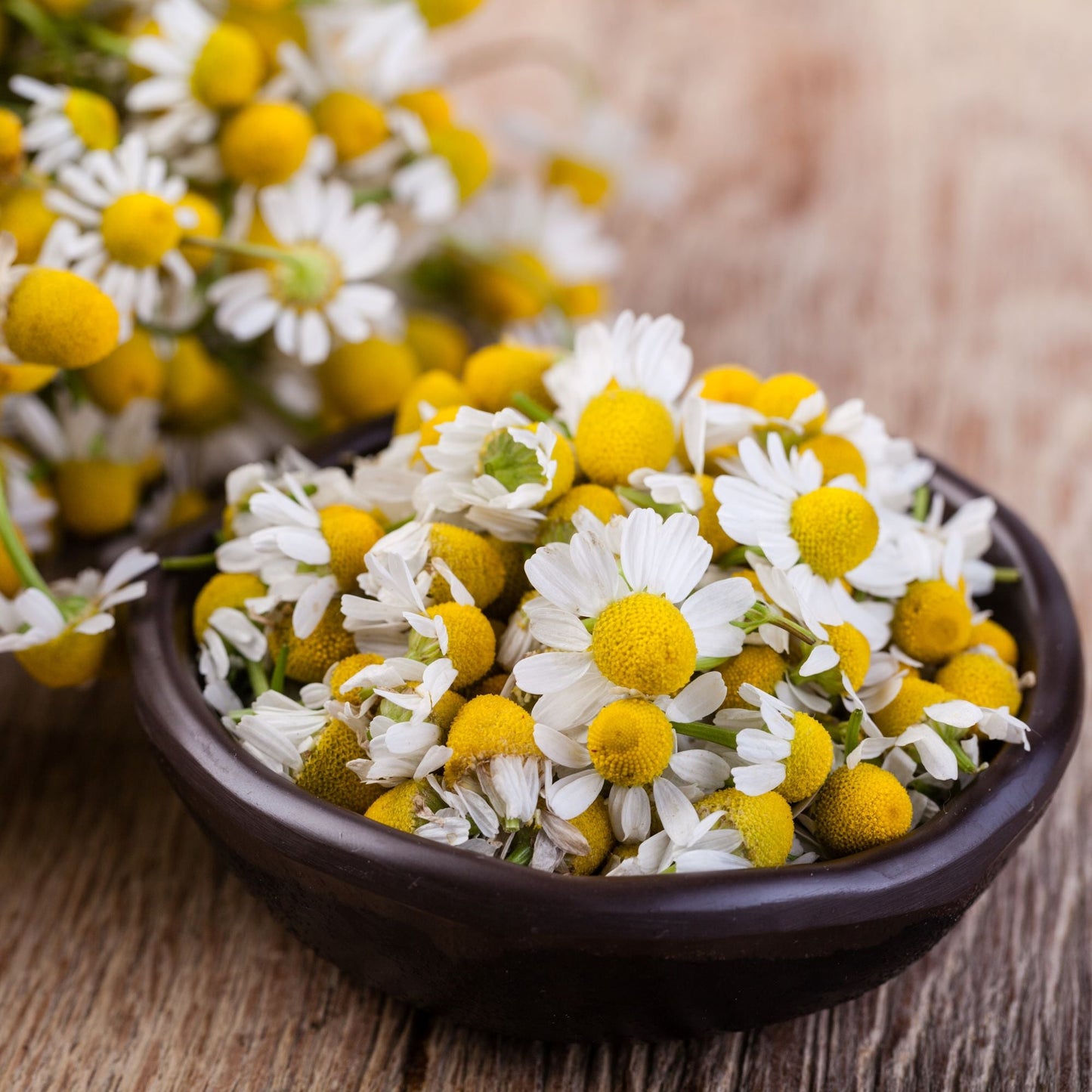 German Chamomile Essential Oil – Essential_Oil
