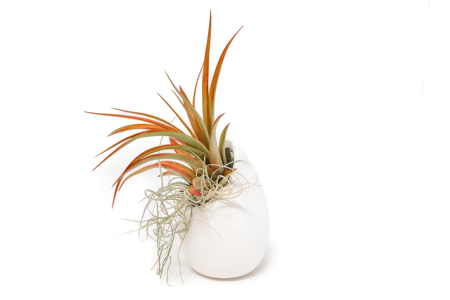 Small Ivory Ceramic Vase with Tillandsia Red Abdita and Spanish Moss – terrarium