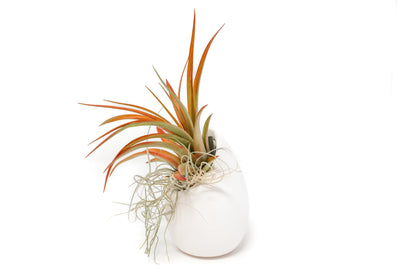 Small Ivory Ceramic Vase with Tillandsia Red Abdita and Spanish Moss – terrarium
