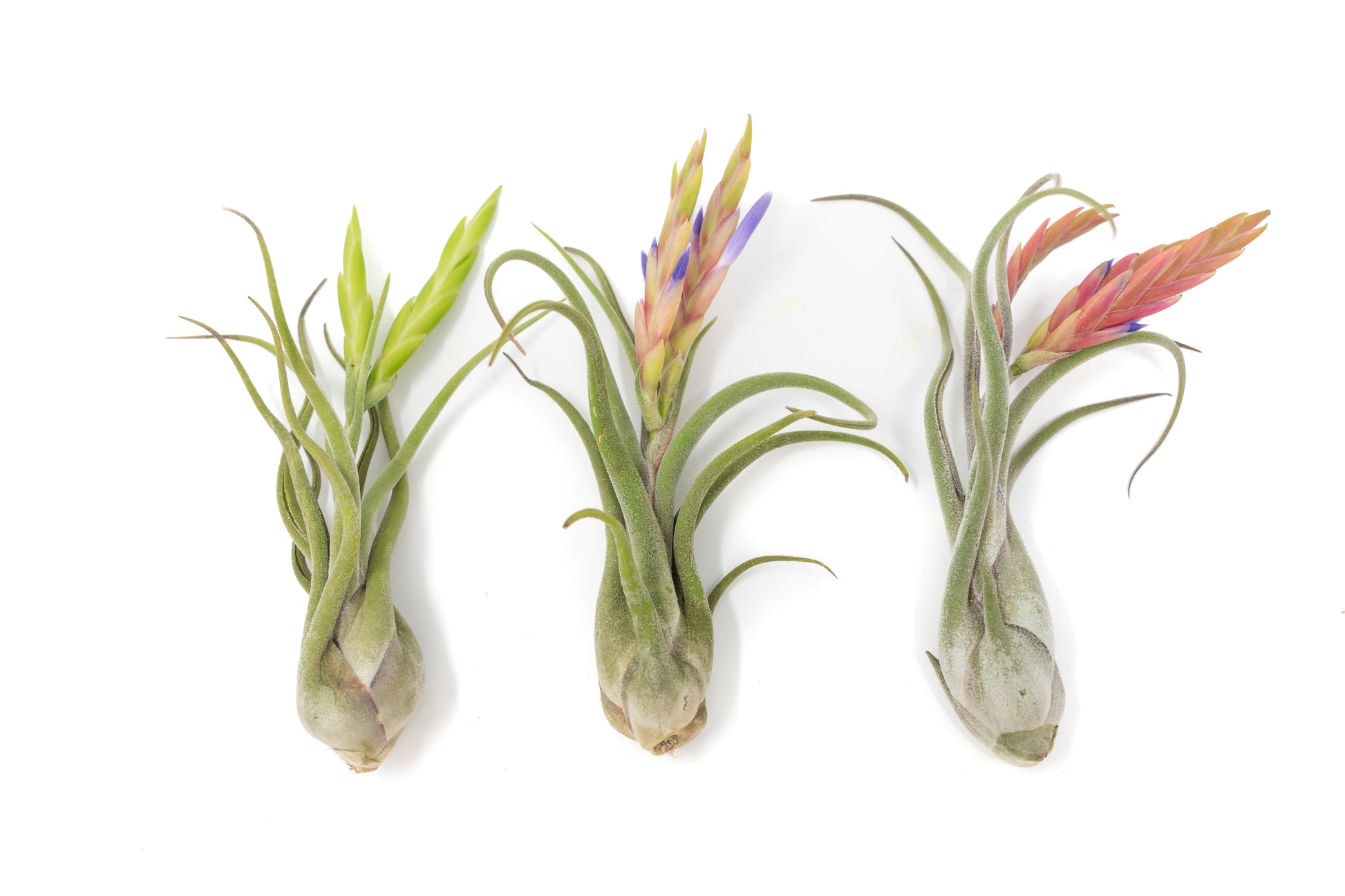 Tillandsia Caput Medusae Air Plants – airplant