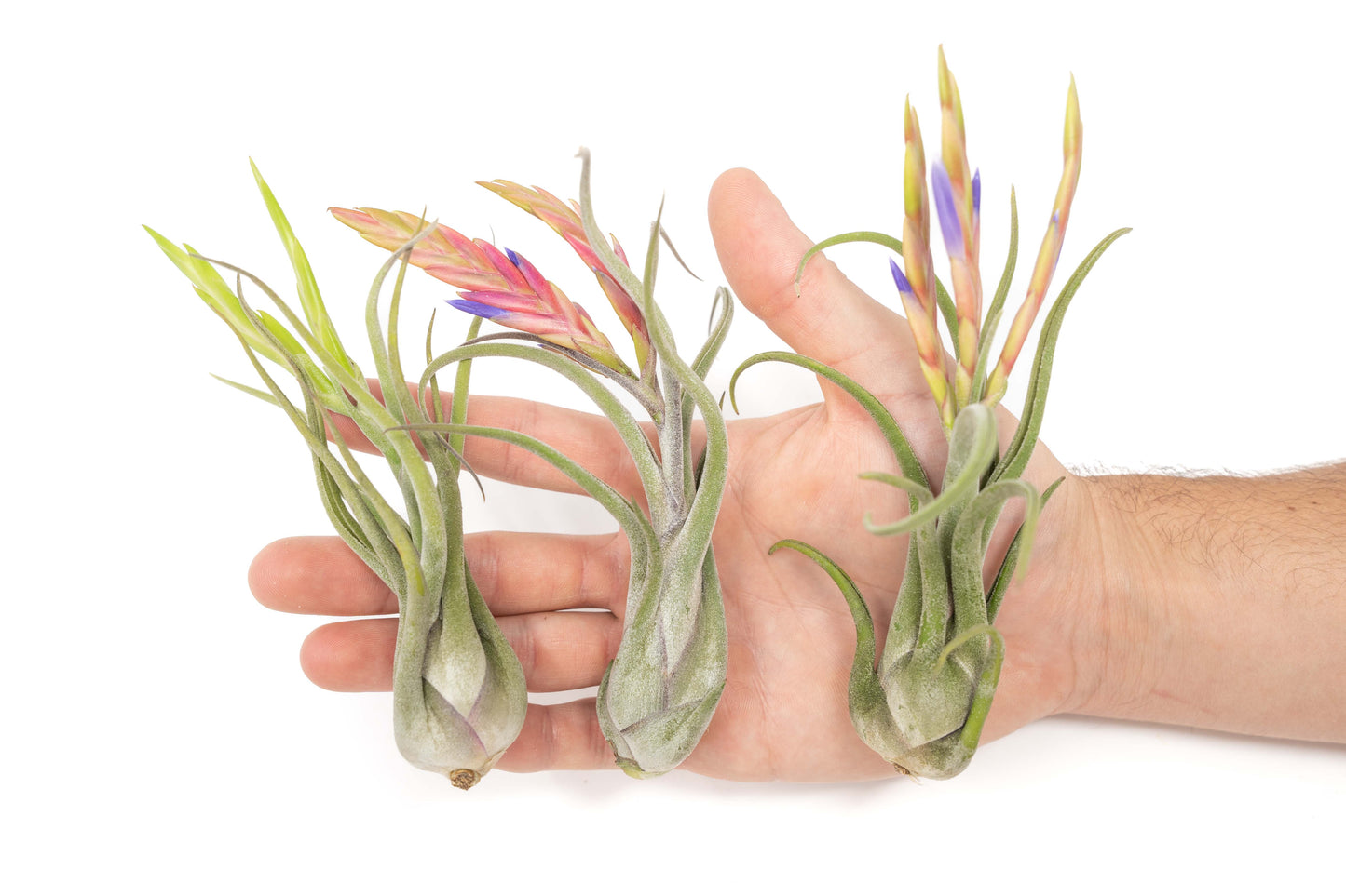 Tillandsia Caput Medusae Air Plants – airplant