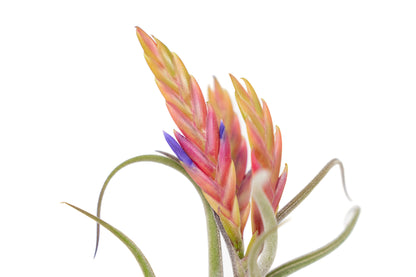Tillandsia Caput Medusae Air Plants – airplant
