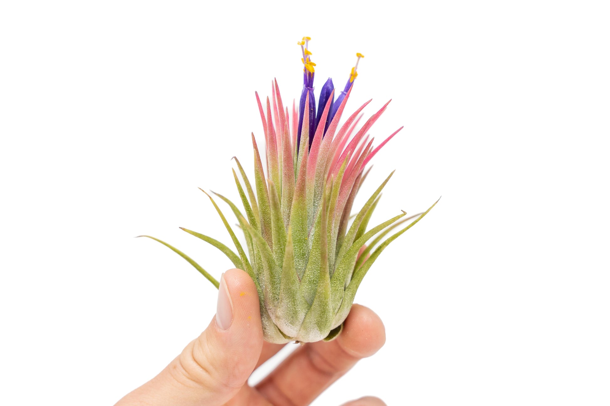 air plant bulk Set of 10