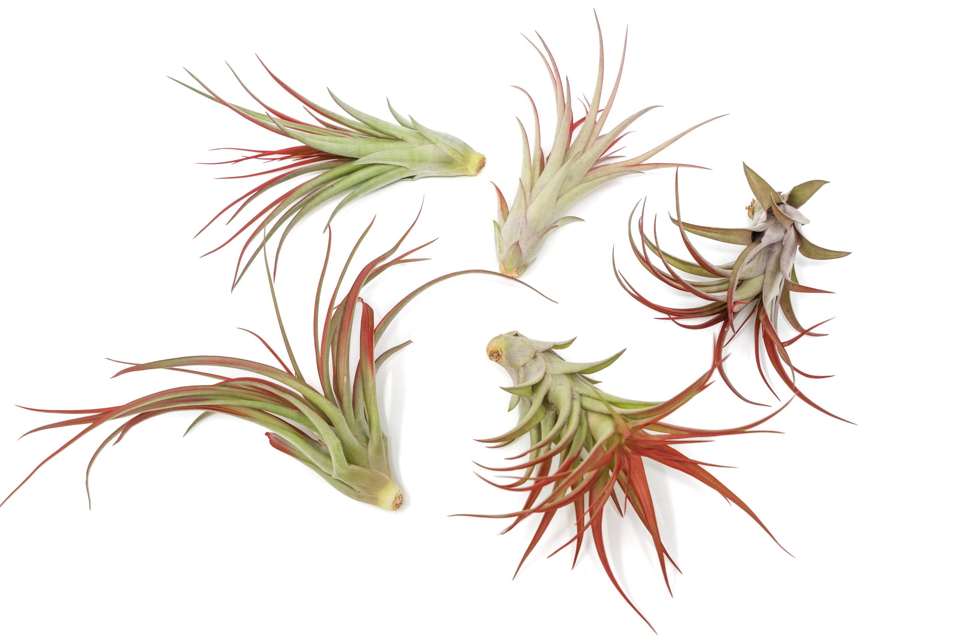 Large Tillandsia Red Abdita Air Plant (5–6 Inch) – air plant