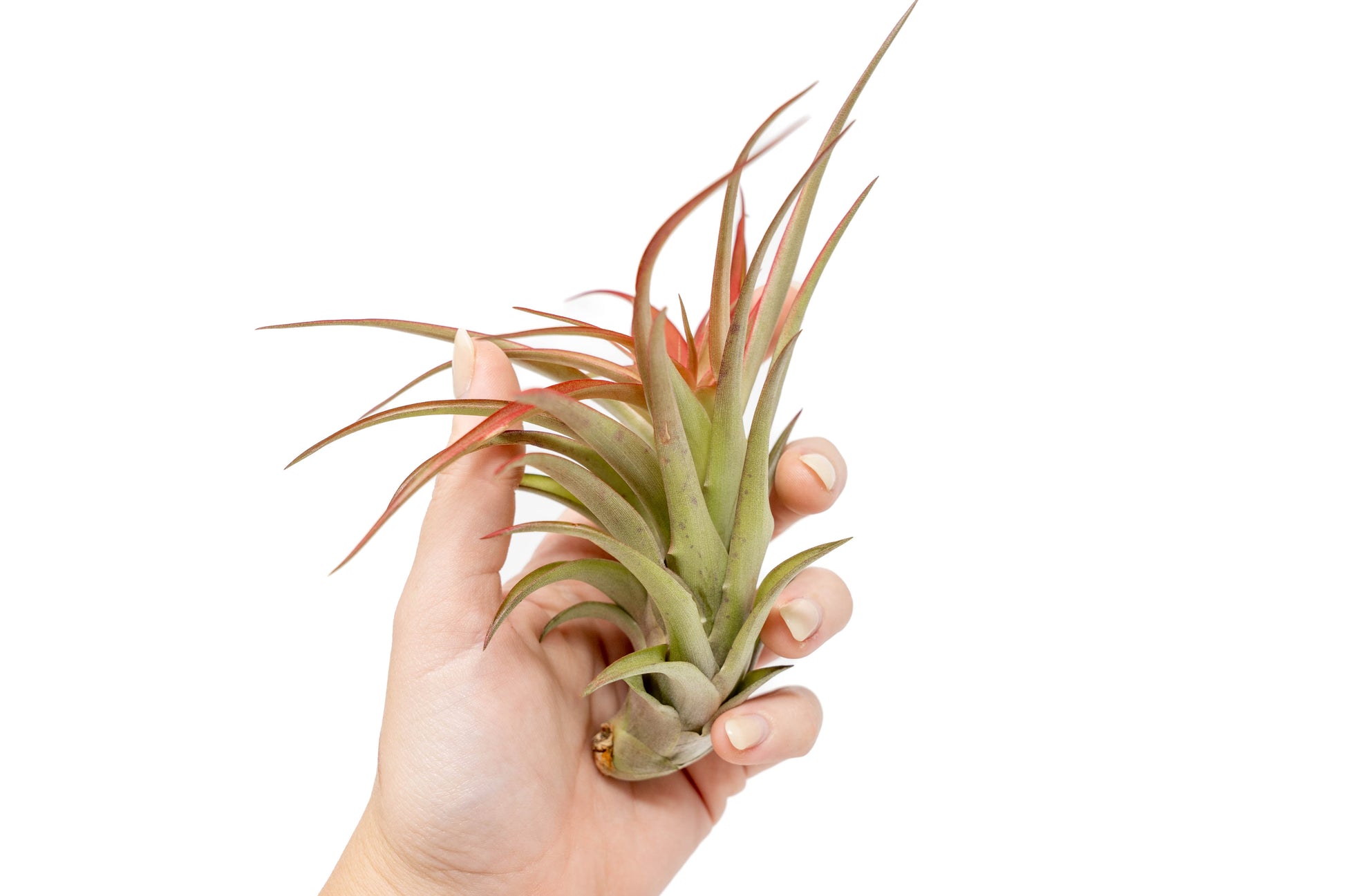Large Tillandsia Red Abdita Air Plant (5–6 Inch) – air plant