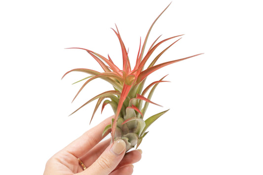 Large Tillandsia Red Abdita Air Plant (5–6 Inch) – air plant