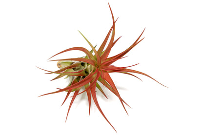 Large Tillandsia Red Abdita Air Plant (5–6 Inch) – air plant