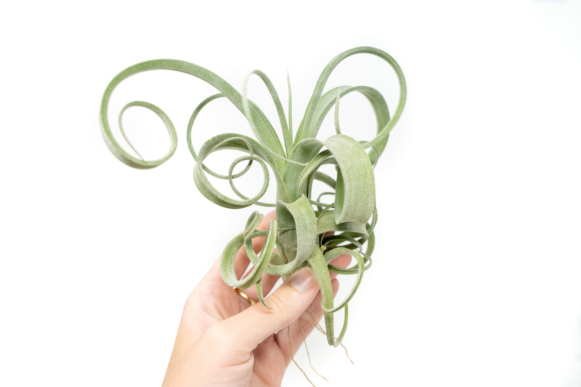 air plant streptophylla Tillandsia Curly Slim (T. Intermedia x T. Streptophylla) Air Plant Single Plant
