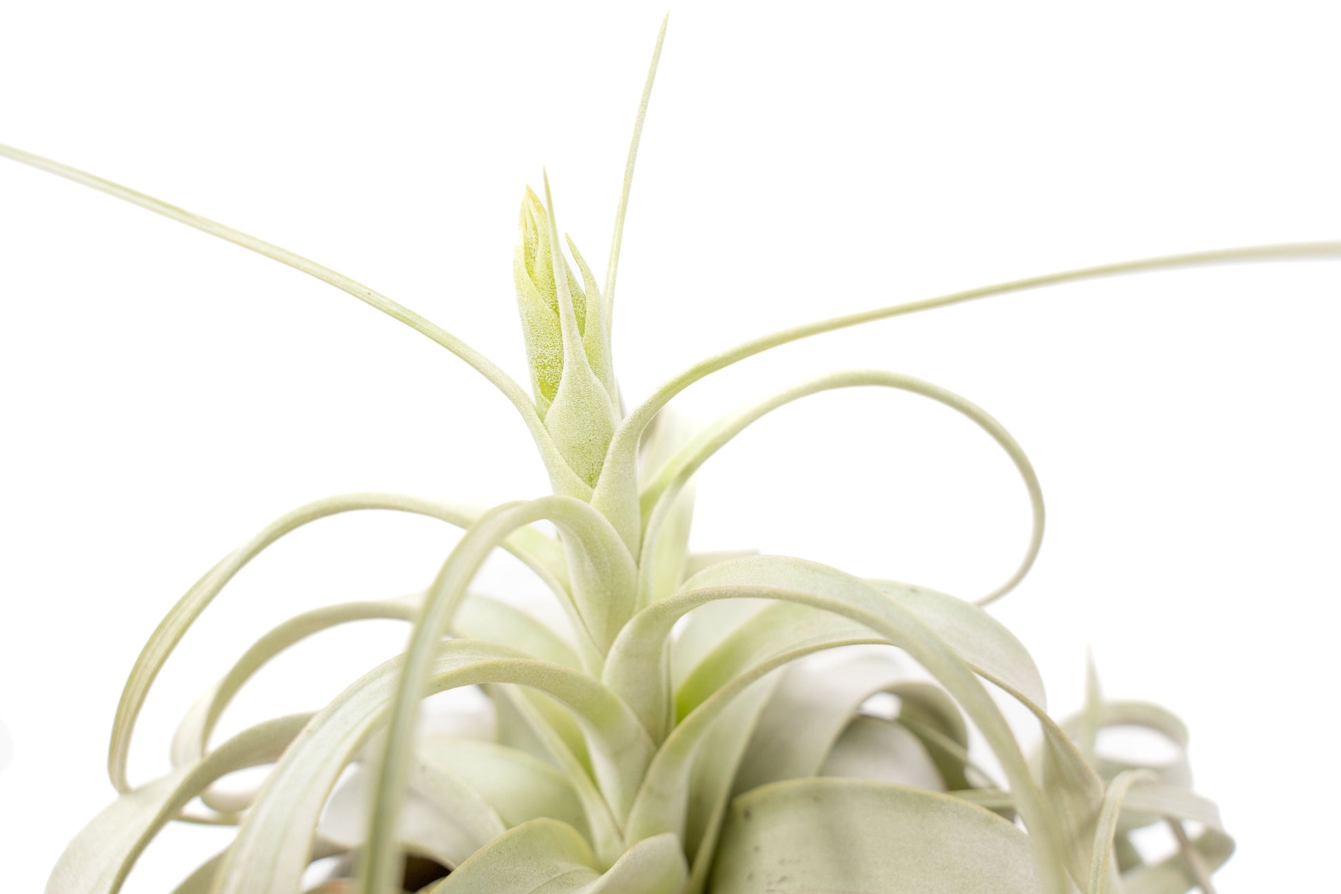 Tillandsia Xerographica Air Plant – Medium (5–6 Inches) – airplant