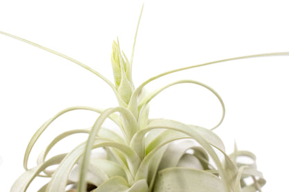 Tillandsia Xerographica Air Plant – Medium (5–6 Inches) – airplant