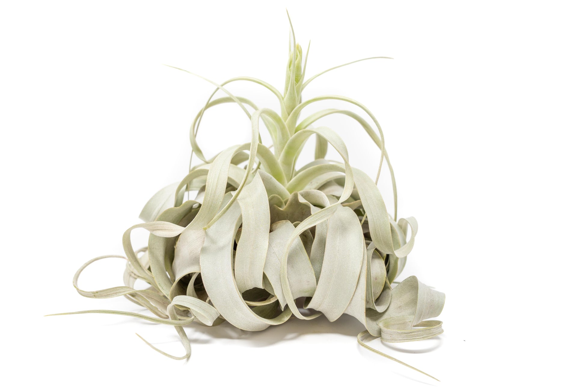 jumbo air plants Spectacular Jumbo Tillandsia Xerographica / 8+ Inches Wide