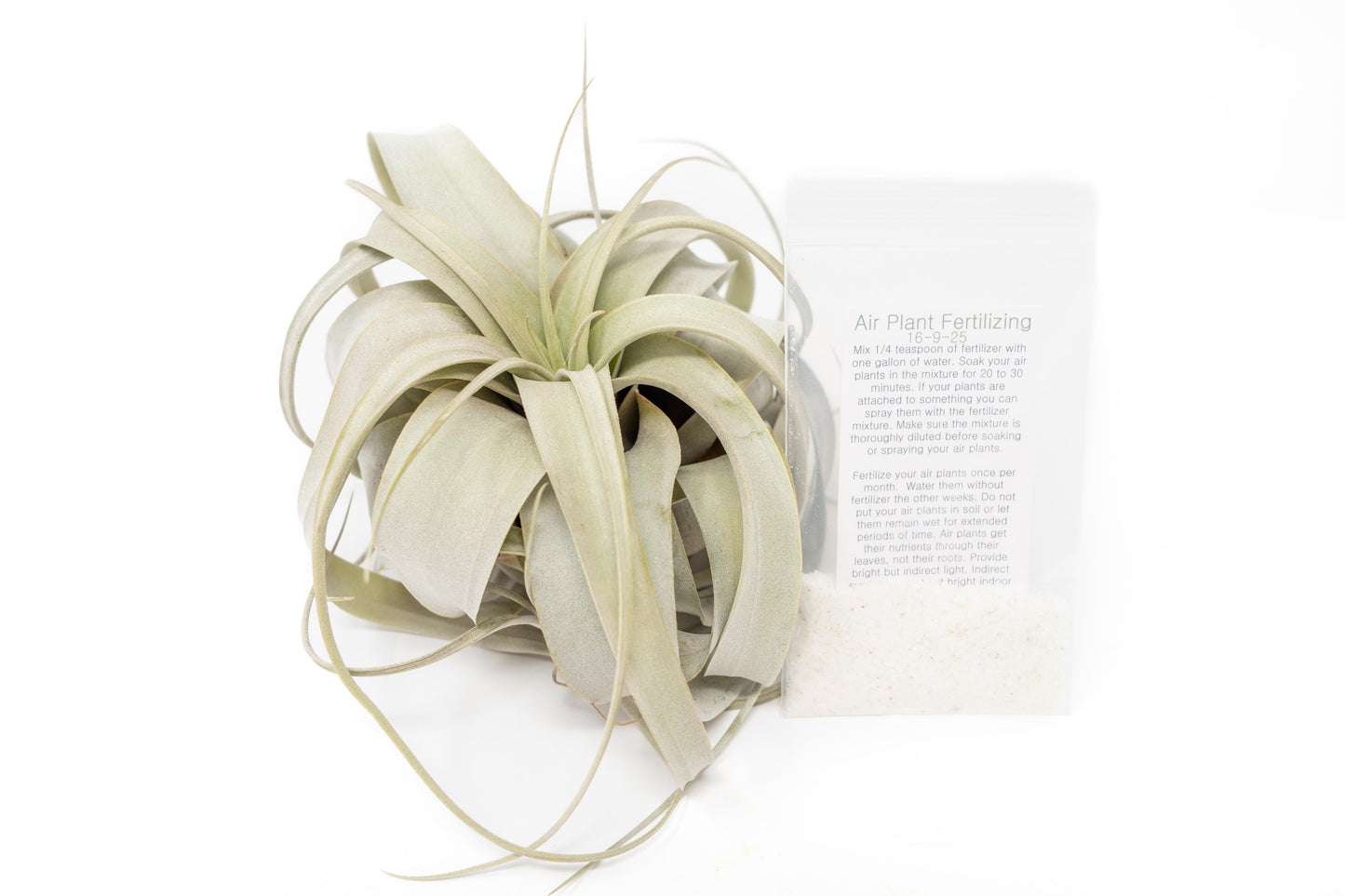 Large Tillandsia Xerographica + 1 Year Air Plant Fertilizer Pack – airplant