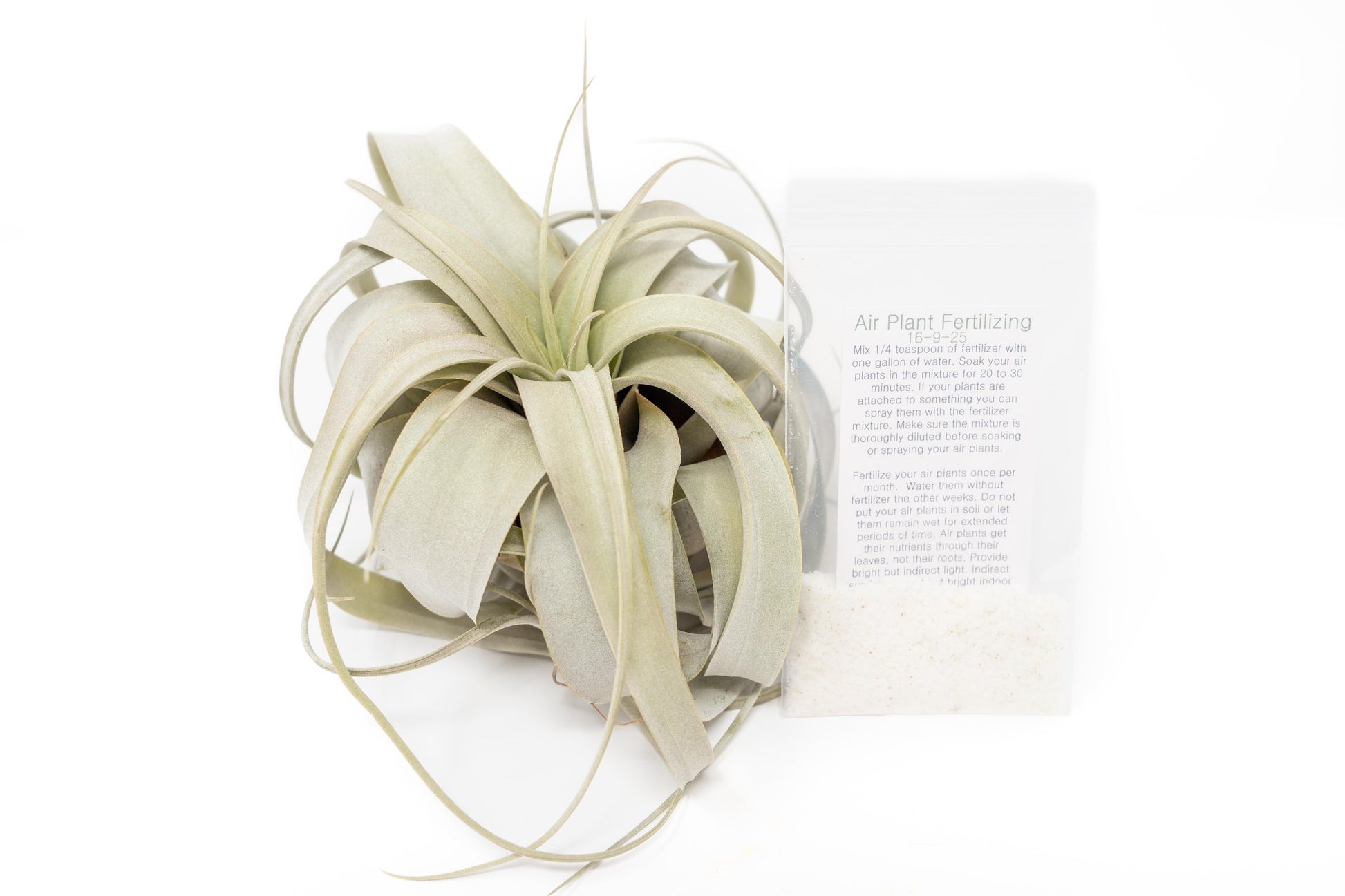 Large Tillandsia Xerographica + 1 Year Air Plant Fertilizer Pack – airplant