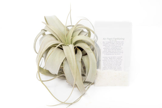 Large Tillandsia Xerographica + 1 Year Air Plant Fertilizer Pack – airplant