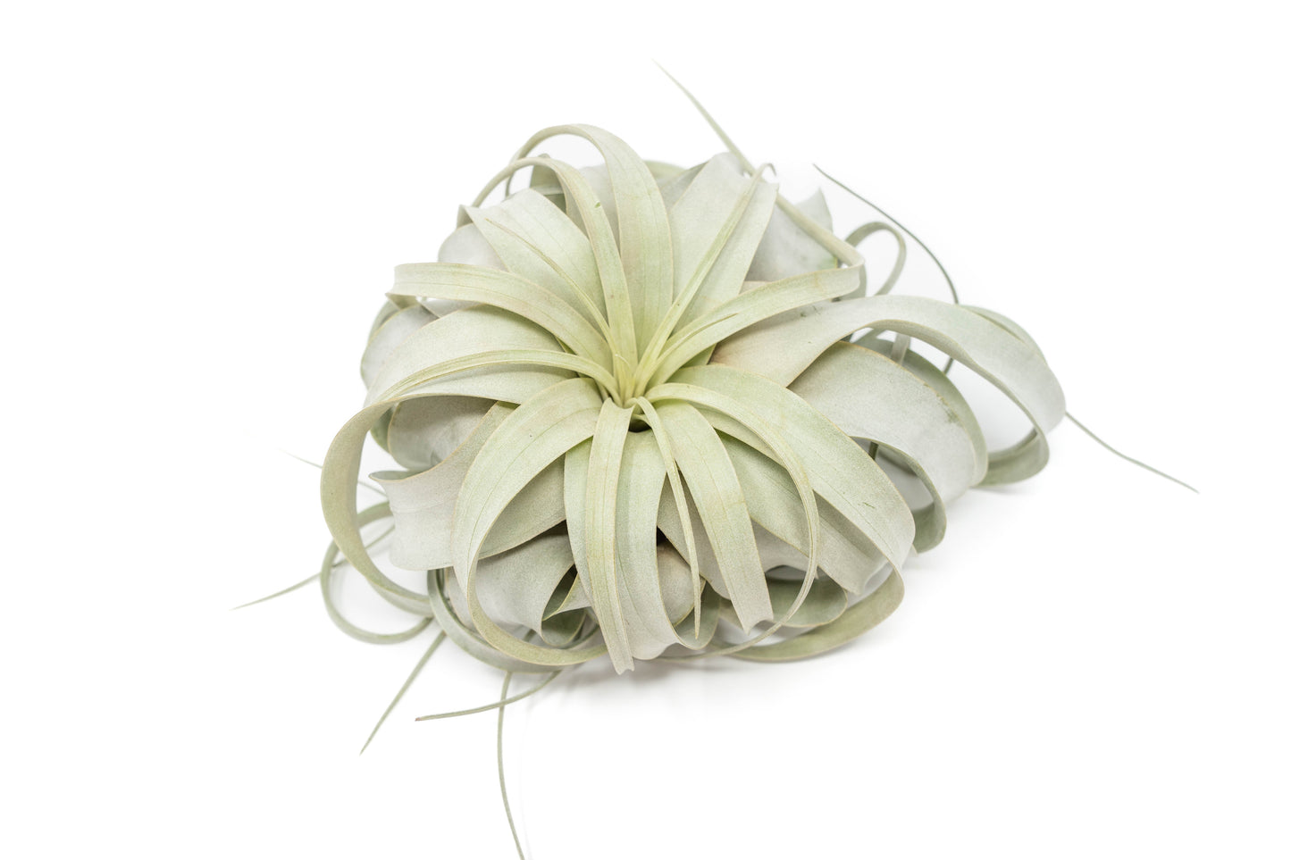 Large Tillandsia Xerographica + 1 Year Air Plant Fertilizer Pack – airplant