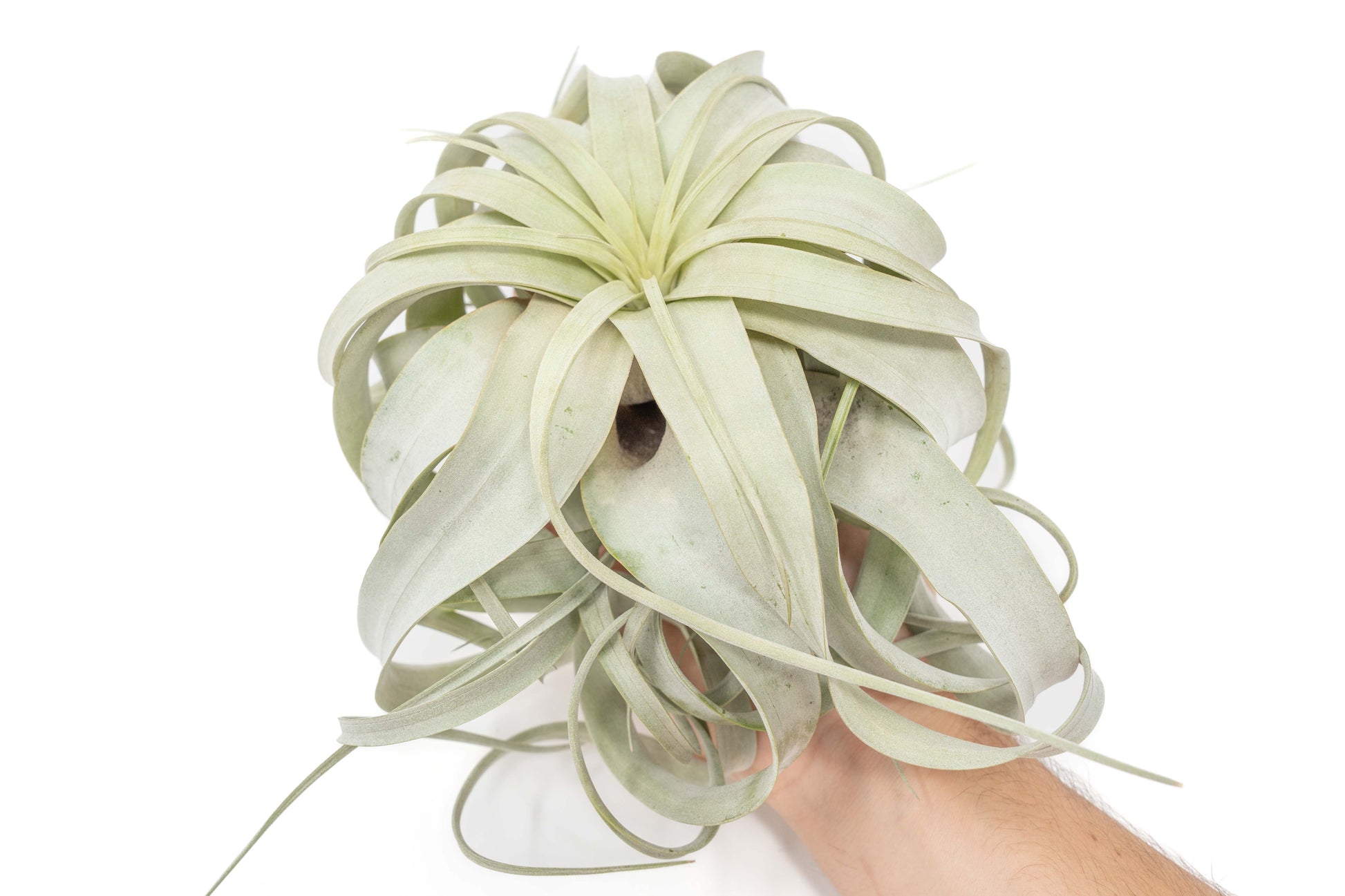 Large Tillandsia Xerographica + 1 Year Air Plant Fertilizer Pack – airplant
