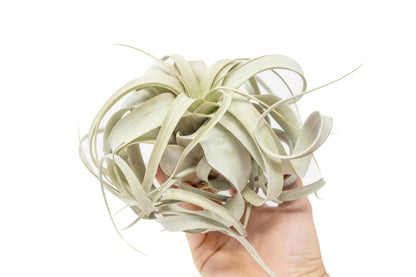 Tillandsia Xerographica Air Plant – Medium (5–6 Inches) – airplant