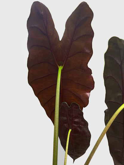 Alocasia X Chantrieri Hybrid