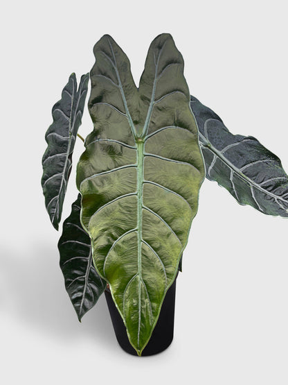 Alocasia X Chantrieri Hybrid