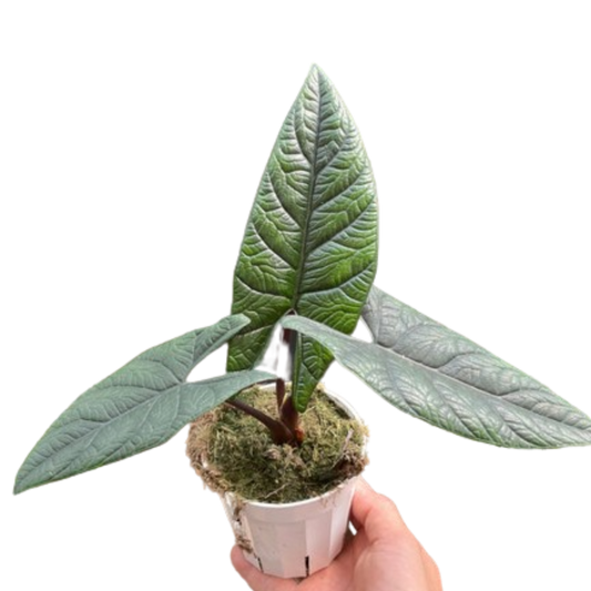 Alocasia 'Scalprum' – Rare Elephant Ear Houseplant – Indoor Plants