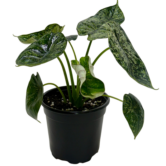 Alocasia 'Dragon Scale Mint' (Alocasia baginda) – Rare Tropical Houseplant – Indoor Plants