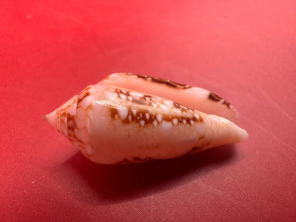 Ambassador Cone Shell 23mm – Conus legatus with Documentation