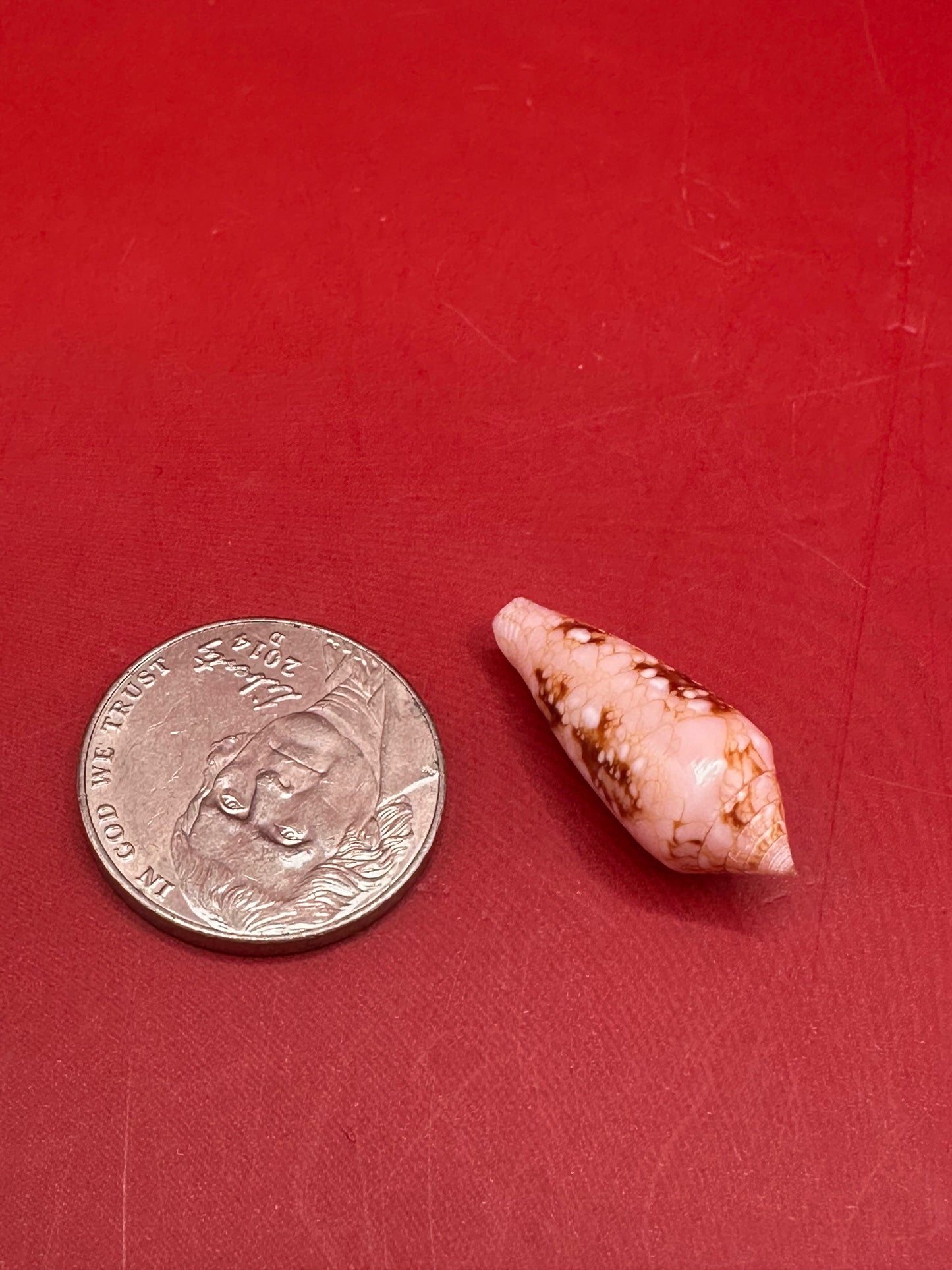 Ambassador Cone Shell 23mm – Conus legatus with Documentation