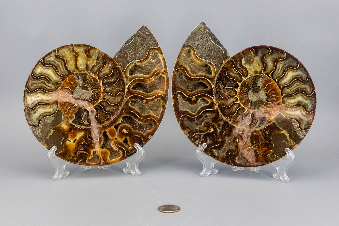 Ammonite Fossil Matched Pair Halves