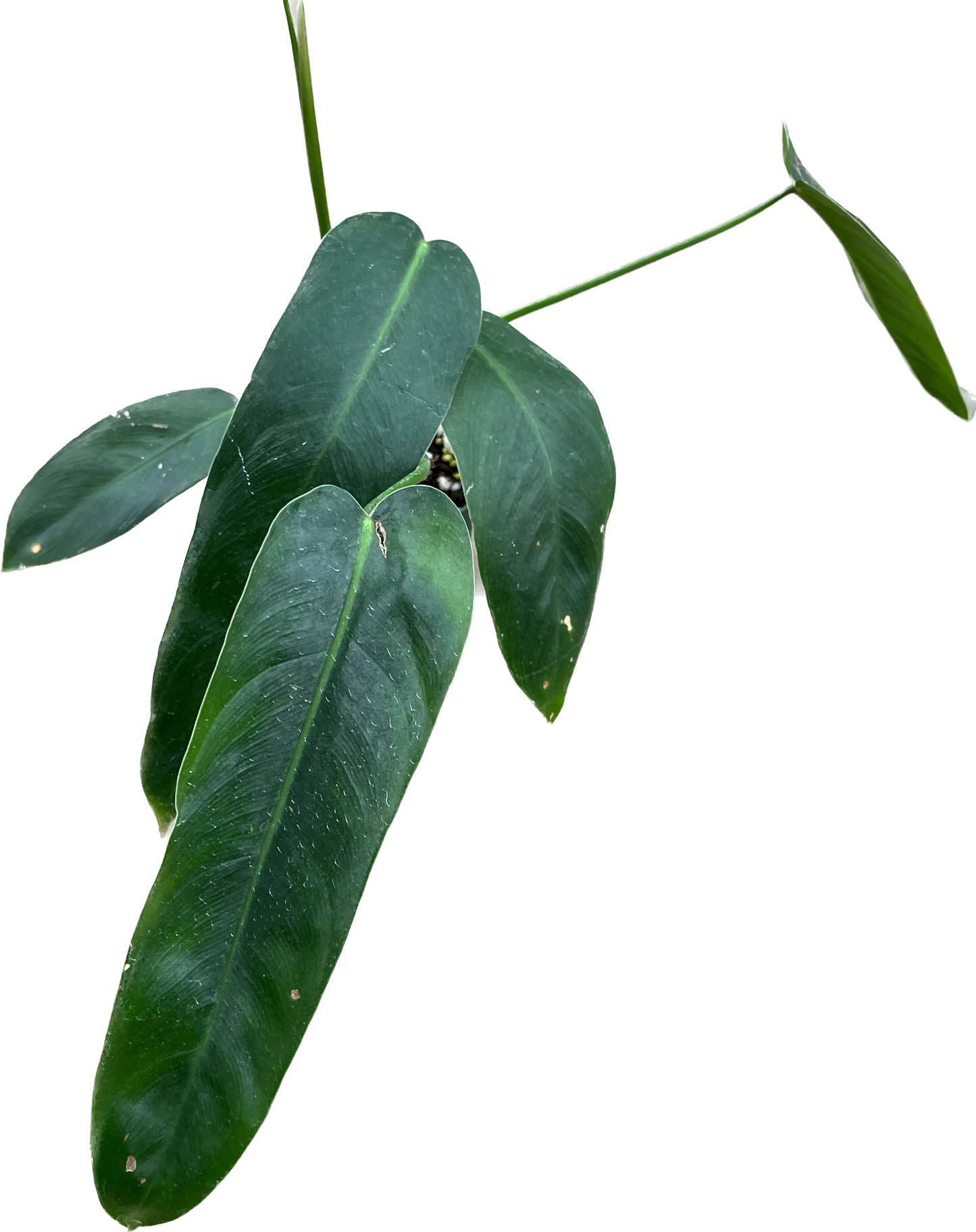 Philodendron Amazon Spirit - Rare Hybrid Aroid – Aroids