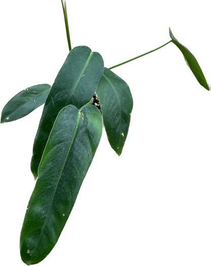 Philodendron Amazon Spirit - Rare Hybrid Aroid – Aroids