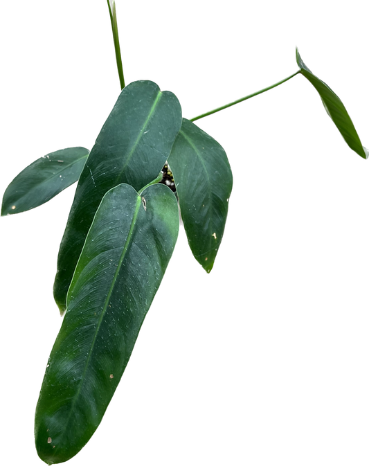 Philodendron Amazon Spirit - Rare Hybrid Aroid – Aroids