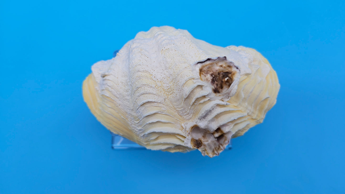Derasa Clam Shell Pair (Tridacna derasa) – 5.5