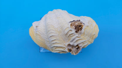 Derasa Clam Shell Pair (Tridacna derasa) – 5.5