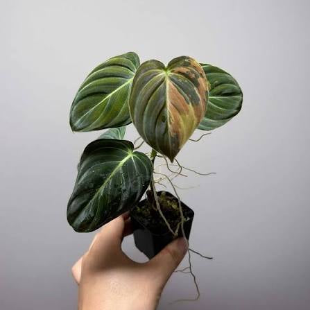 Philodendron Melanochrysum - Velvet Leaf Plant –