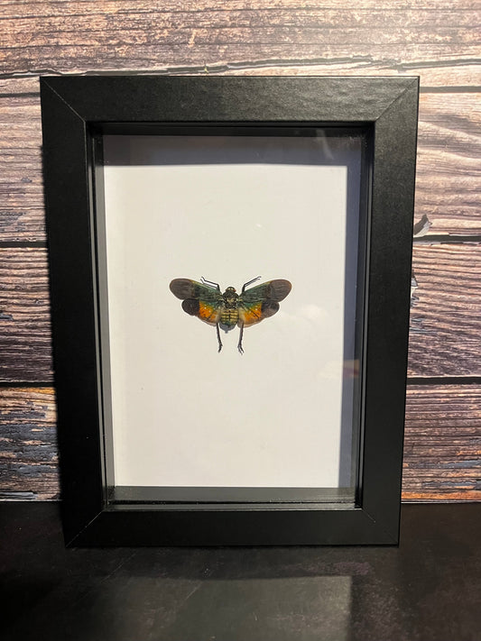 Lanternfly (Penthicodes farinosa tulia) Frame