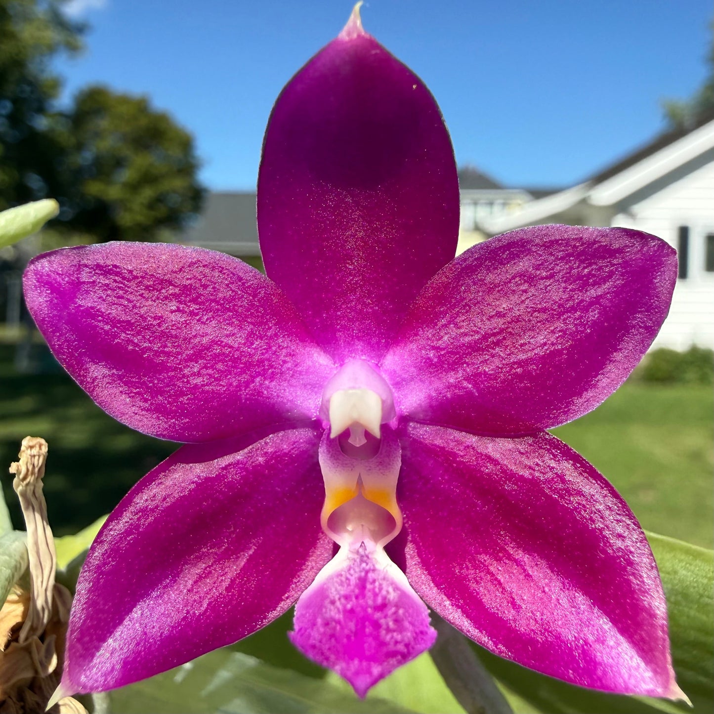 Phalaenopsis Freya’s Blue Jennies