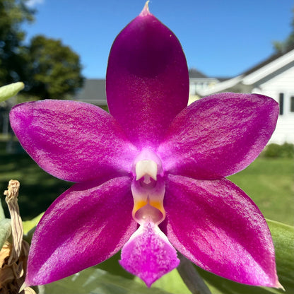 Phalaenopsis Freya’s Blue Jennies