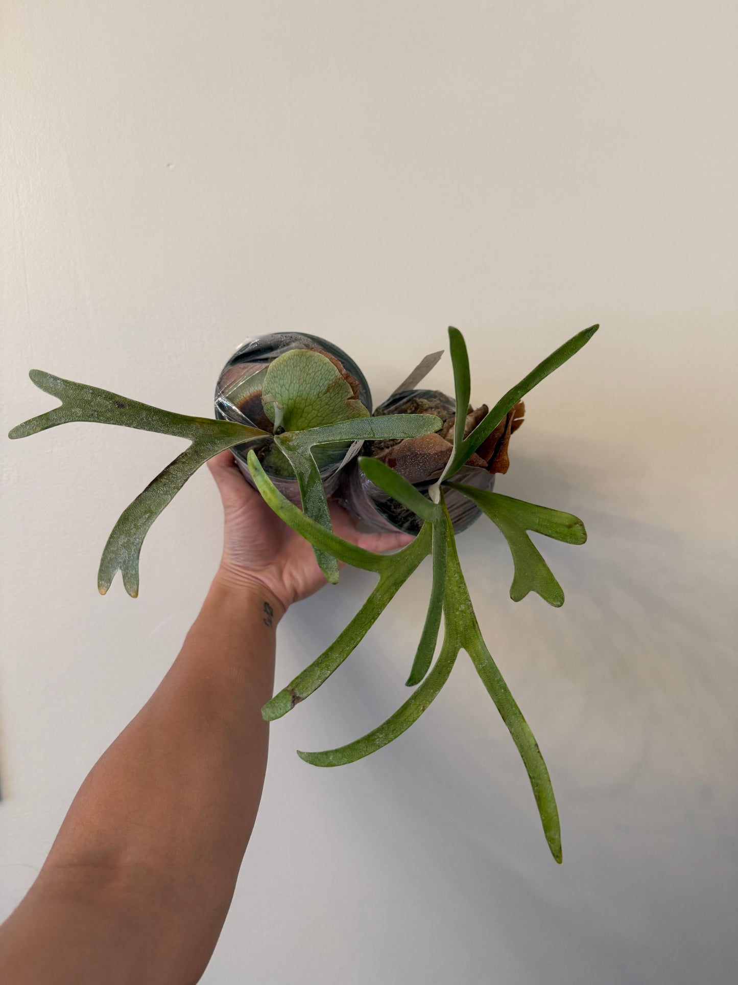 Platycerium alcicorne ‘Vassei’