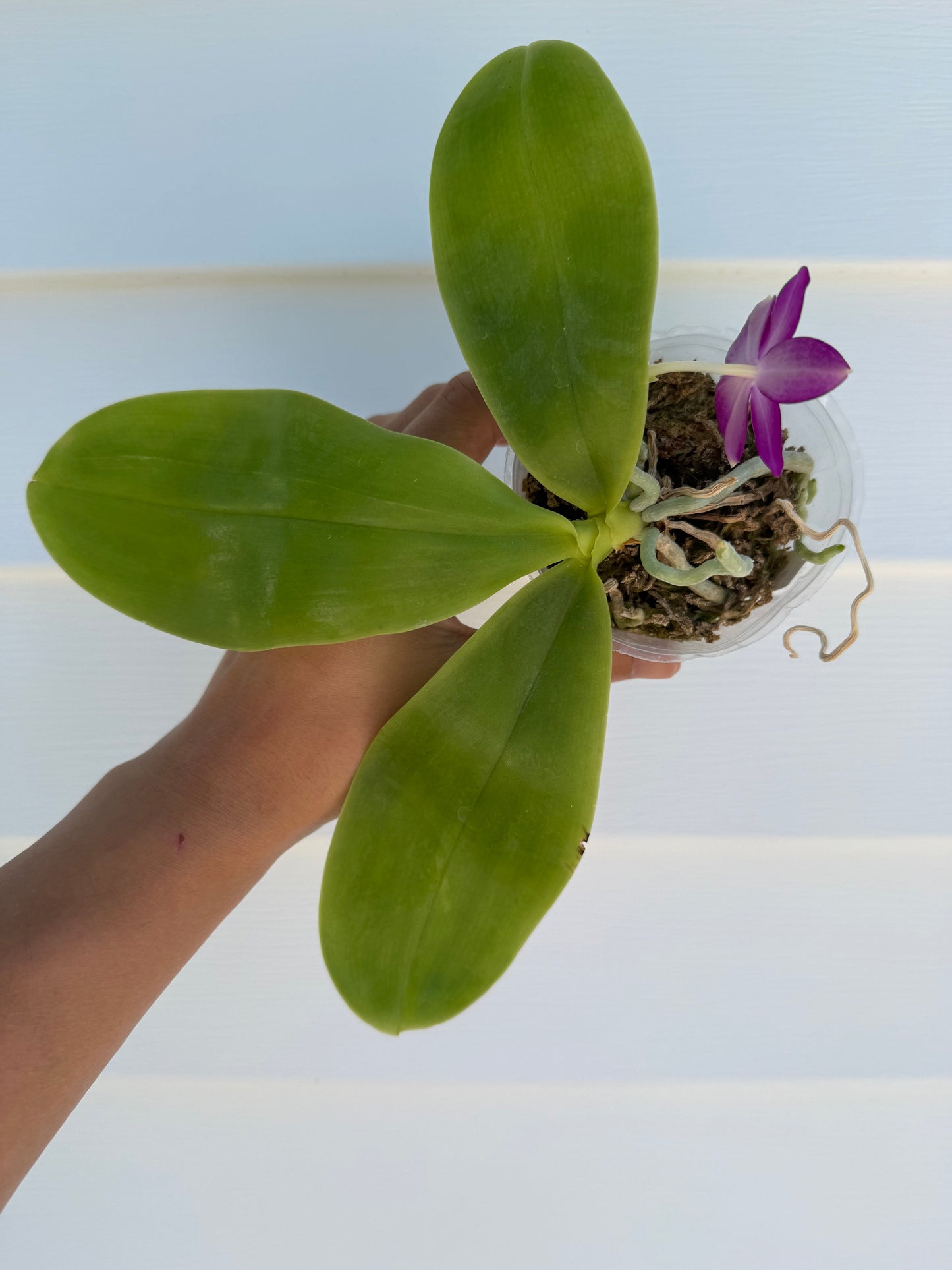 Phalaenopsis Freya’s Blue Jennies