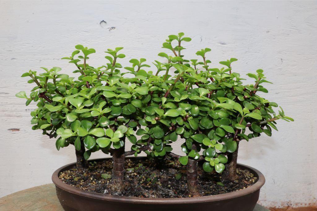 Baby Jade Bonsai Tree Forest – Jade
